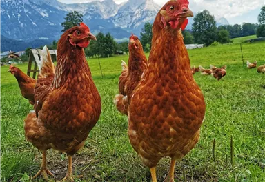 Two brown chickens are standing on a green meadow with mountains in the background. The sky is blue with a few clouds.