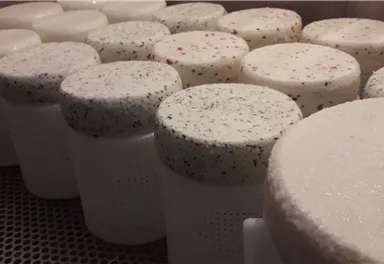 Verschiedene Käseformen stehen in Reihen. Einige haben bunte Streusel auf der Oberfläche, während andere frisch und glatt aussehen.