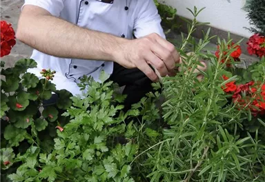 Ein Koch, der in einem Garten mit frischen Kräutern arbeitet. Im Hintergrund blühen rote Geranien.