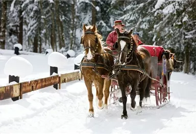 A horse-drawn sleigh ride in a snowy landscape. The trees are covered in snow and the scene radiates a wintry coziness.