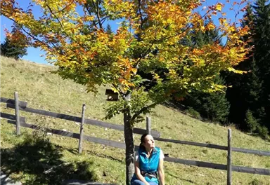 A person is sitting on a bench under a colorful tree in nature. In the background, meadows and a fence can be seen.