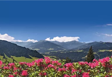 A beautiful mountain panorama with colorful flowers in the foreground. The sky is clear and blue, perfect for a sunny day.