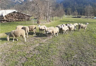 A group of sheep is grazing in a meadow. In the background, trees and a woodpile are visible.