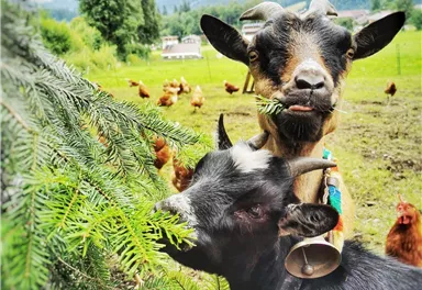 Two goats are eating fresh branches in a green meadow. In the background, some chickens and gentle hills can be seen.