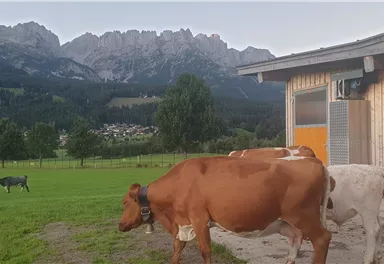 An idyllic alpine meadow with cows on a pasture and impressive mountains in the background. Next to a wooden building, the green landscape extends.