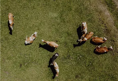 Eine Gruppe von Kühen liegt auf einer grünen Wiese. Einige Kühe stehen, während andere entspannt auf dem Boden liegen.