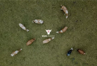 Eine Gruppe von Kühen steht auf einer grünen Wiese. Sie sind in einem Kreis angeordnet, und es gibt ein Logo in der Mitte.