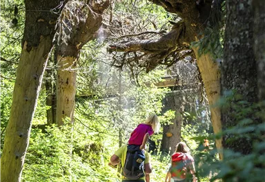Eine Wanderung auf einem schmalen Weg durch einen Wald. Zwei Personen gehen unter alten, knorrigen Bäumen hindurch.