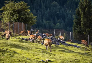 A group of deer grazes in a green meadow. In the background, trees and a fenced area can be seen.
