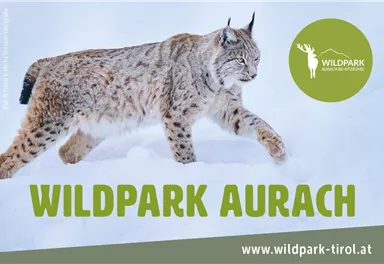Ein Luchs läuft durch den Schnee im Wildpark Aurach. Die Landschaft ist winterlich und die Umgebung wirkt ruhig und natürlich.