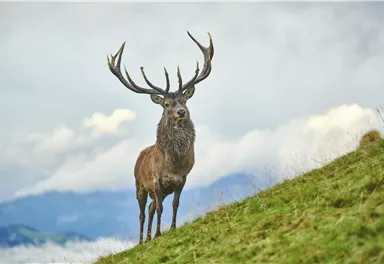 Ein majestätischer Hirsch mit beeindruckenden Geweihen steht auf einem grünen Hügel. Im Hintergrund sind sanfte Hügel und Wolken zu sehen.