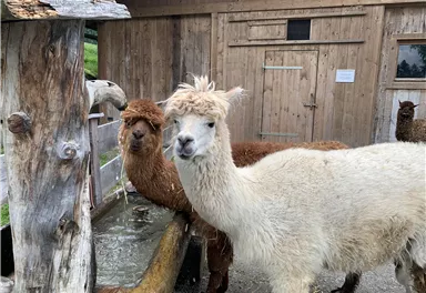 Zwei Alpakas stehen an einem Tränken. Sie haben weiches, wuscheliges Fell und die Umgebung ist ländlich mit einem Holzgebäude im Hintergrund.