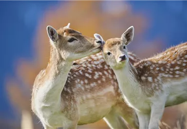 Zwei Rehe stehen eng beieinander. Das eine Reh gibt dem anderen einen zärtlichen Kuss.