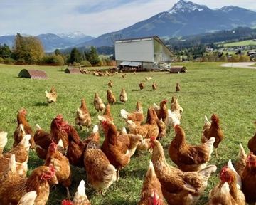 Eine Gruppe von Hühnern auf einer grünen Wiese vor einer Berglandschaft. Im Hintergrund sind Hütten und ein klarer blauer Himmel zu sehen.