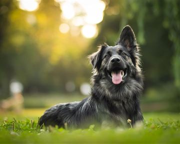 A happy dog lies in the grass and smiles. In the background, there are soft, blurred lighting conditions.