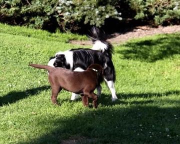 Two dogs are playing on a green meadow. The black dog is sniffing the brown dog.