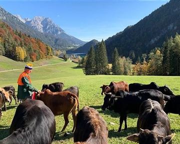 Ein Bauer führt Kühe auf einer grünen Wiese inmitten von Bergen. Im Hintergrund sind klare Seen und bunte Herbstbäume zu sehen.