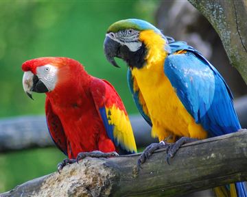 Zwei bunte Papageien sitzen auf einem Ast. Der linke Papagei ist rot und der rechte gelb-blau.
