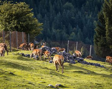 A group of deer grazes in a green meadow. In the background, trees and a fenced area can be seen.