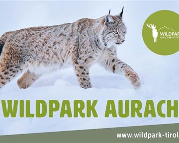 A lynx is walking through the snow in the Aurach Wildlife Park. The landscape is wintry and the surroundings feel calm and natural.