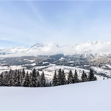 Eine winterliche Landschaft mit schneebedeckten Bergen und Tannenbäumen. Der Himmel ist klar und blau, ideal für einen Ausblick auf die Natur.