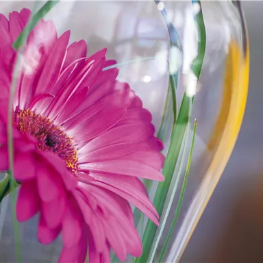 A beautiful pink gerbera in a glass vase. The flower is surrounded by fresh green leaves.