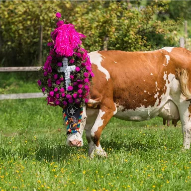 A cow is standing in a meadow wearing a colorful headpiece made of flowers and feathers. In the background, there are trees and a fence visible.