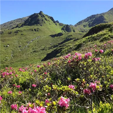 A beautiful mountain landscape with blooming rhododendrons and green grass. In the background, the high peaks are visible under a clear blue sky.