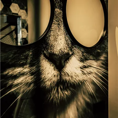 A large cat portrait with glasses is visible on the wall. Below it is a sink with a yellow faucet.