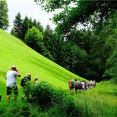 A group of hikers is walking along a green slope. The surroundings are characterized by trees and meadows.