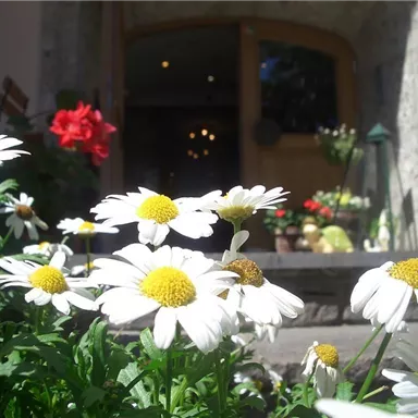 A flower meadow with white daisies blooms in front of an entrance. In the background, additional plants and decorations are visible.