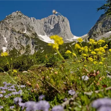 An impressive mountain landscape with high peaks and snow-covered areas. In the foreground, colorful wildflowers bloom on a green meadow.