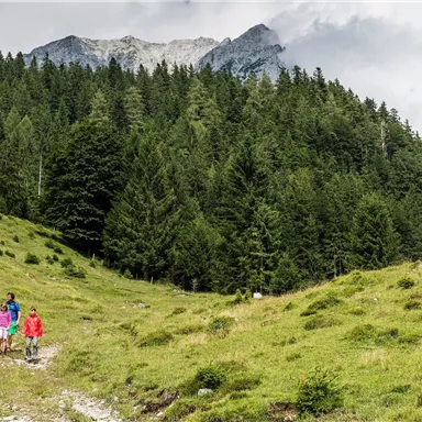 A group of hikers explores a green mountain landscape. In the background, tall trees and mountains can be seen.