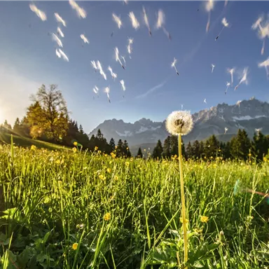 A meadow with many flowers and a single dandelion in the foreground. In the background, mountains and a blue sky with clouds can be seen.