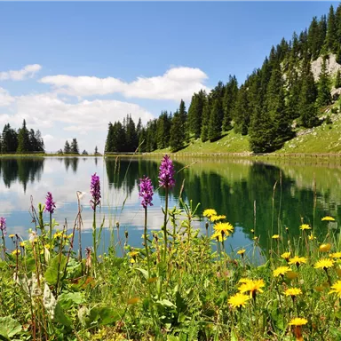 A clear lake surrounded by green trees and colorful flowers in the foreground. The sky is blue with some white clouds.