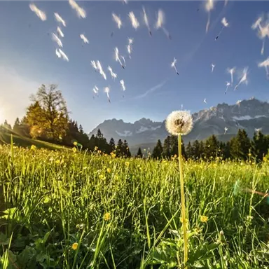 A picturesque meadow with a dandelion in the foreground. Majestic mountains rise in the background under a clear sky.
