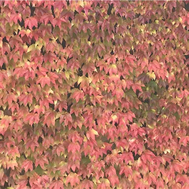 A wall-length pattern of colorful leaves in various shades of red. The leaves are lush and create a autumnal atmosphere.
