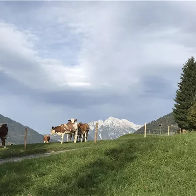 A meadow with cows in the foreground and majestic mountains in the background. The sky is cloudy and a green landscape is visible.