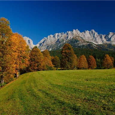 A picturesque landscape with colorful autumn trees and majestic mountains in the background. The clear blue sky perfectly completes the scene.