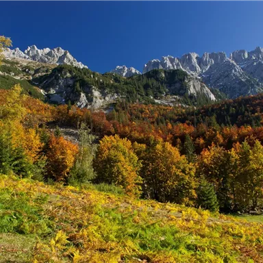 A picturesque mountain landscape in autumn with colorful deciduous trees. In the background rises an impressive mountain range under a clear blue sky.