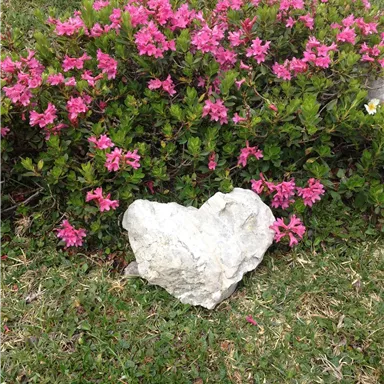 A heart-shaped stone lies on green grass, surrounded by pink flowers. The vibrant vegetation creates a friendly atmosphere.