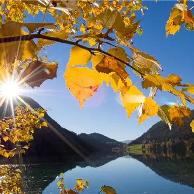 Ein schöner Herbstblick mit leuchtend gelben Blättern und einer spiegelnden Wasseroberfläche. Die Sonne strahlt hell über die Berge und den klaren blauen Himmel.
