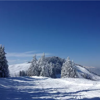A winter landscape with snow-covered trees and a clear blue sky. The snowy path leads into the distance and invites exploration.