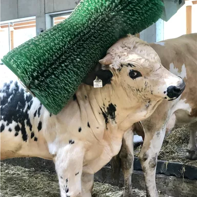 A cow with a brush on its head stands in a barn. The barn is furnished with straw and has windows through which daylight comes in.