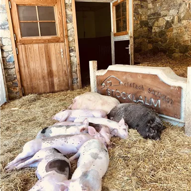 A group of sleeping pigs is lying on straw in a barn. In the background, there is a wooden sign with the inscription "Stockalm."