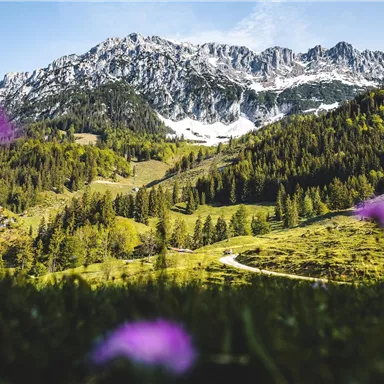 A picturesque mountain landscape with snow-covered peaks and green forests. In the foreground, purple flowers are blooming.