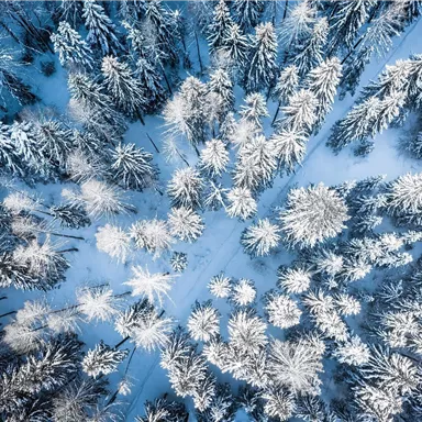 A picturesque winter landscape with snow-covered trees. The sky is clear and the light reflects off the snow.