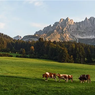 A green meadow with cows in the foreground and majestic mountains in the background. The sky is clear, and the sunset casts warm light on the landscape.