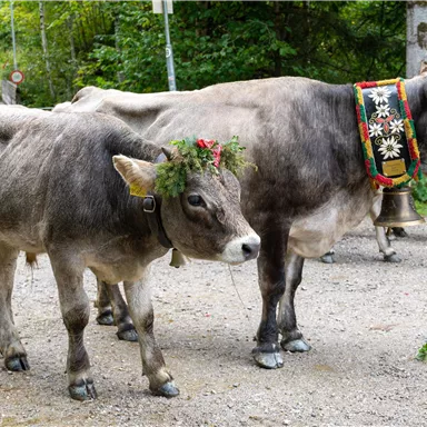 Two cows are standing on a path. One cow is wearing a flower crown and a colorful necklace.