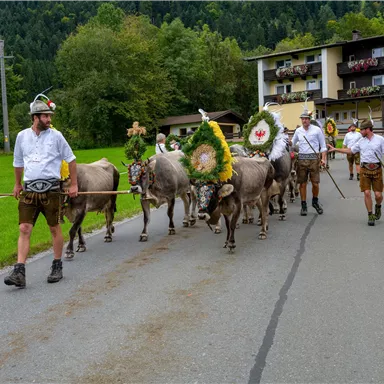 A group of men in traditional costumes is leading decorated cows along a road. In the background, green meadows and a building can be seen.